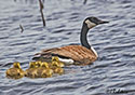 Branta canadensis